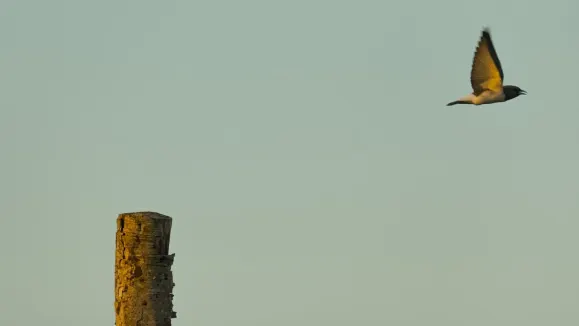 Loot Casino Stuðningur